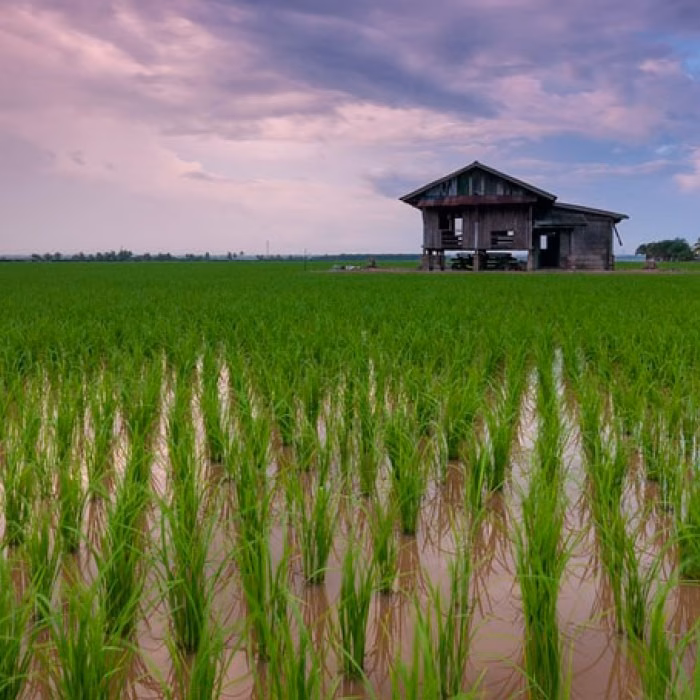¿Cómo influye la velocidad de calentamiento en la energía de activación de la cáscara de arroz?