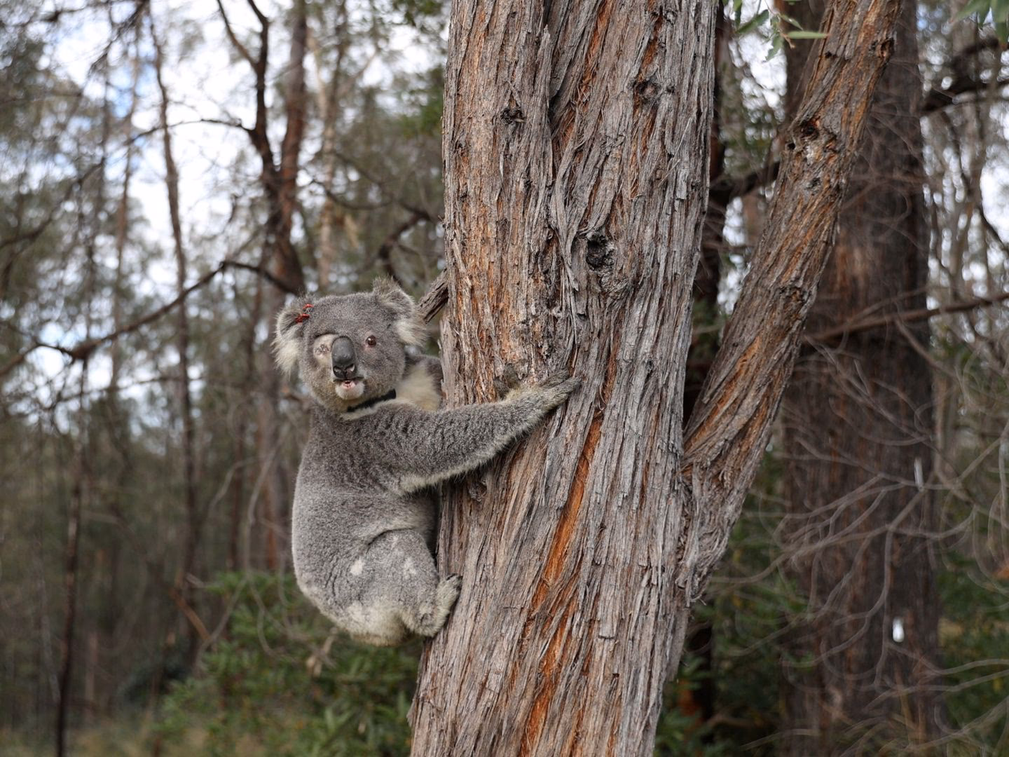 ¿Cuáles son los depredadores naturales de los koalas?