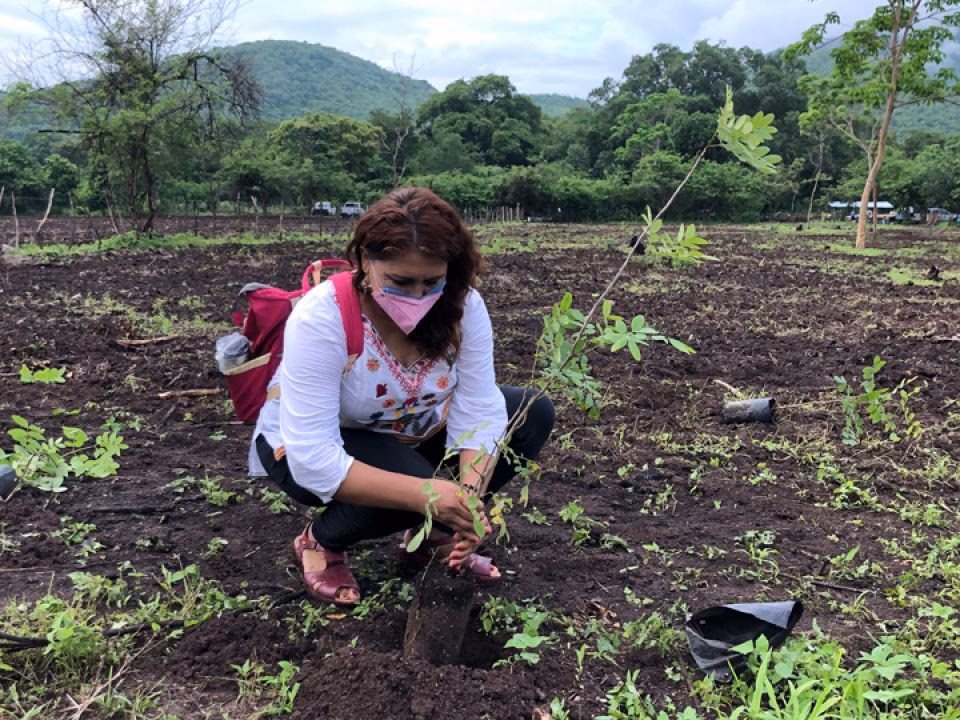 ¿Qué es la reparación del daño ambiental?