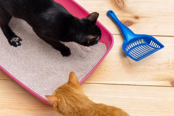 ¿Qué es la arena ecológica para gatos?