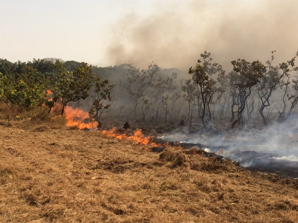 ¿Qué contienen los humos de la biomasa?