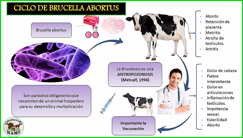 ¿Cómo se contagia la brucelosis?