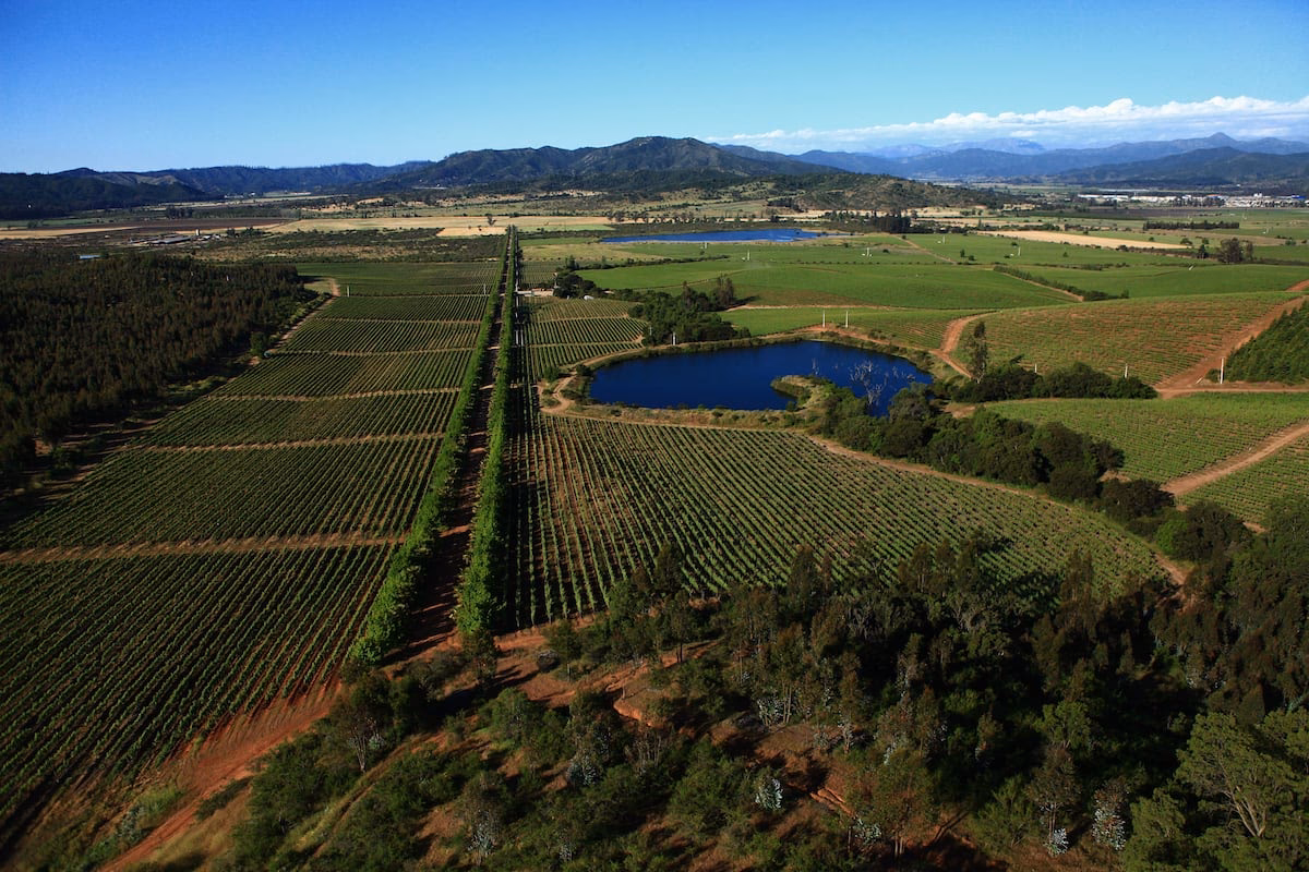 ¿Cómo ha cambiado el mercado del vino en el mundo en las últimas décadas?