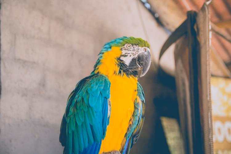 ¿Cómo afecta la deforestación a los mamíferos?