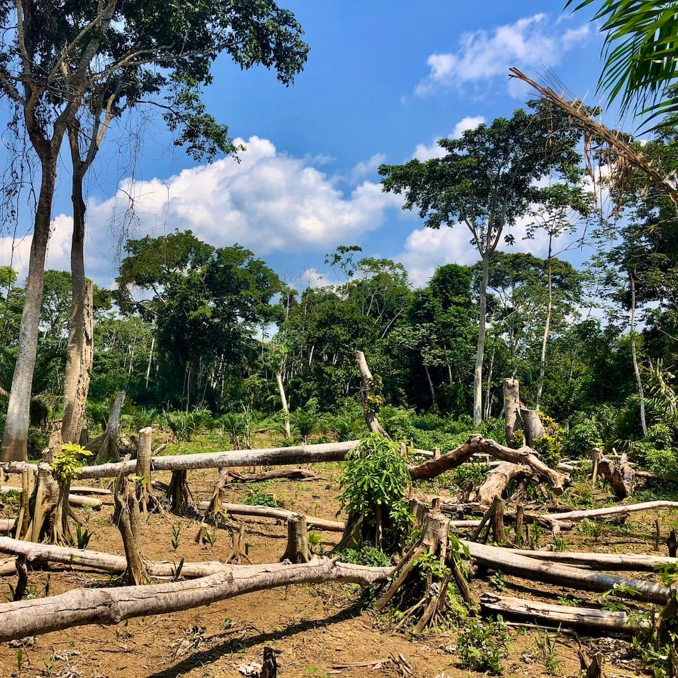 ¿Qué amenaza a los bosques africanos?