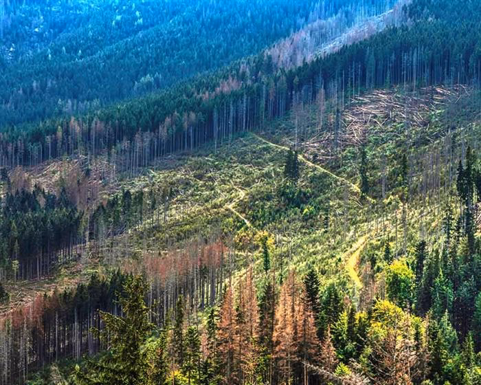 ¿Cuáles son los beneficios de la reforestación?