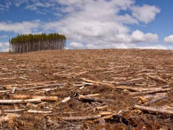 ¿Cómo afecta la deforestación a los bosques y selvas?