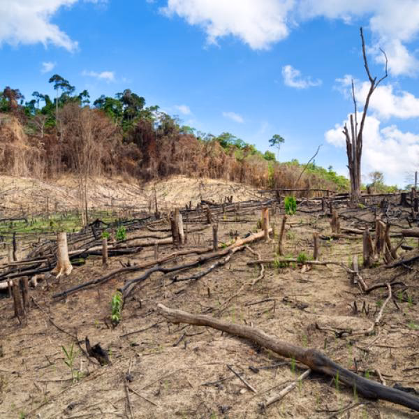 ¿Cuál es el disturbio natural más importante en el noroeste de la Patagonia?