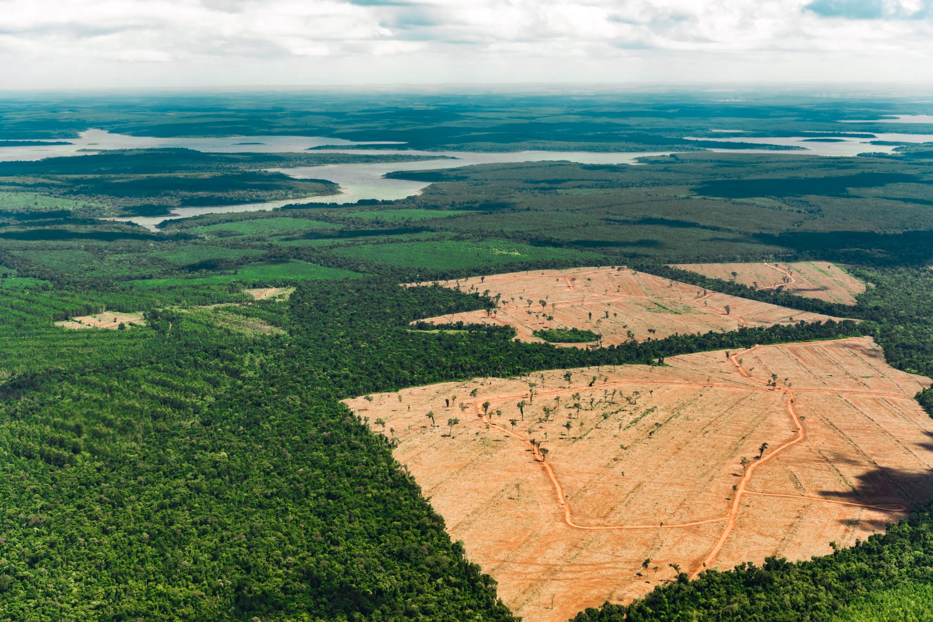 Comment lutter contre la déforestation ?