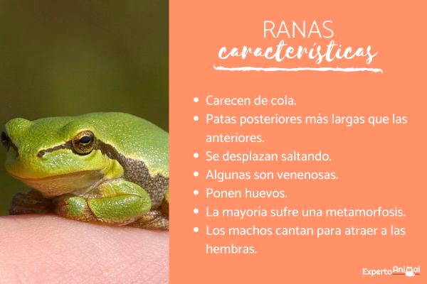 ¿Cuál es la importancia de las ranas y sapos en el ecosistema?