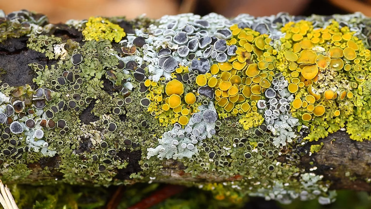 ¿Cuál es la importancia de los líquenes?