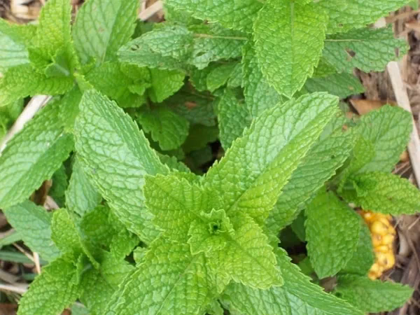 ¿Cuáles son los efectos secundarios de la menta verde?