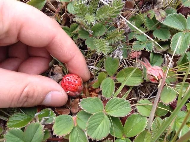 ¿Cuáles son las indicaciones para el cultivo de frutilla?