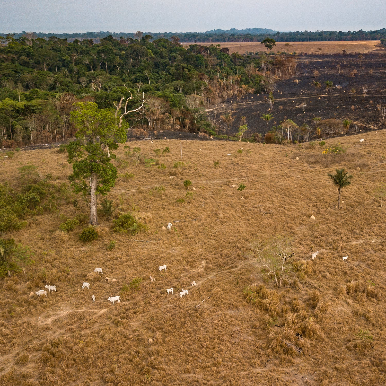 ¿Qué avances han mejorado la eficiencia y productividad en el cultivo de soja?