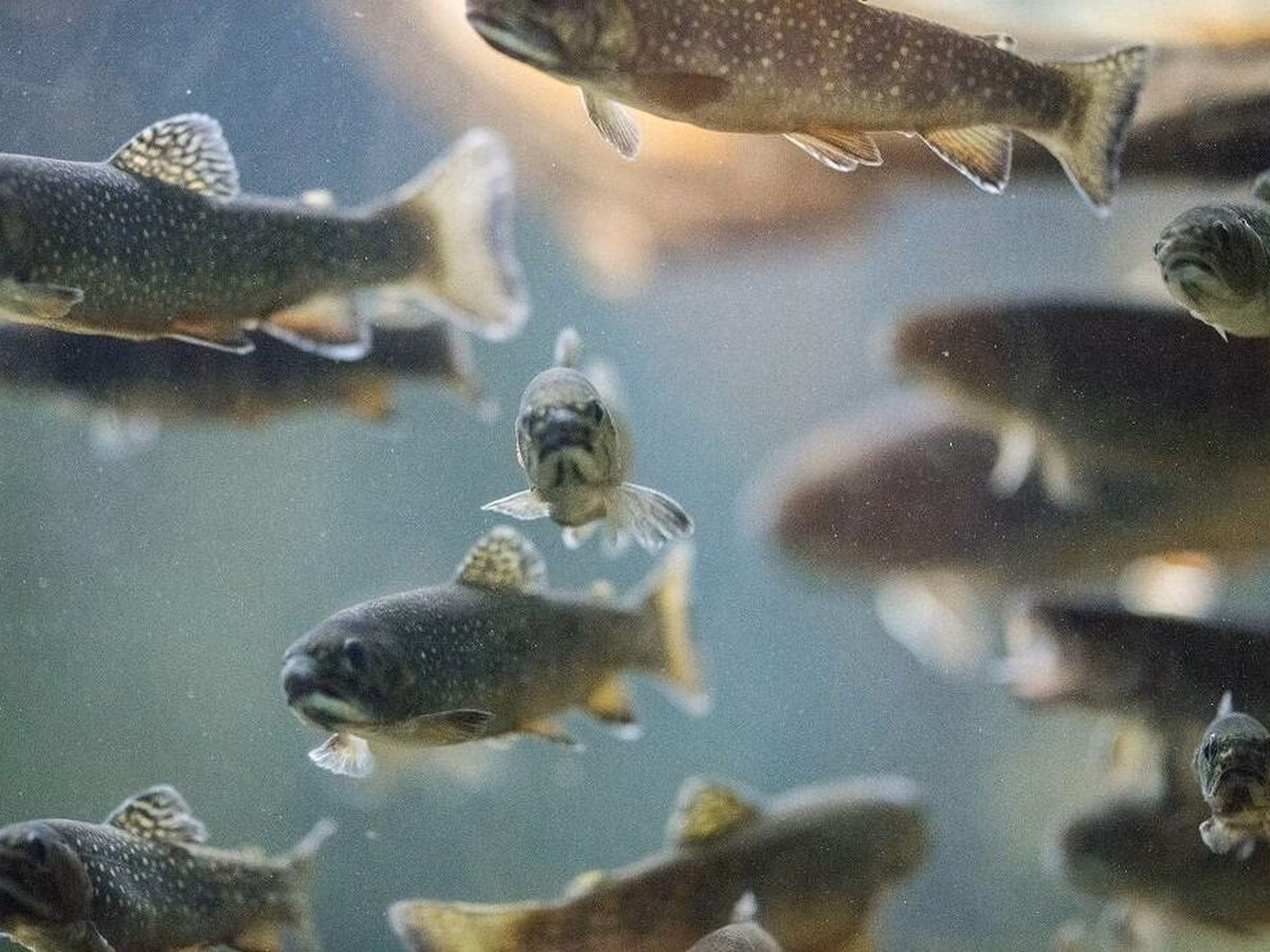 ¿Cuál es la producción de trucha en Colombia?