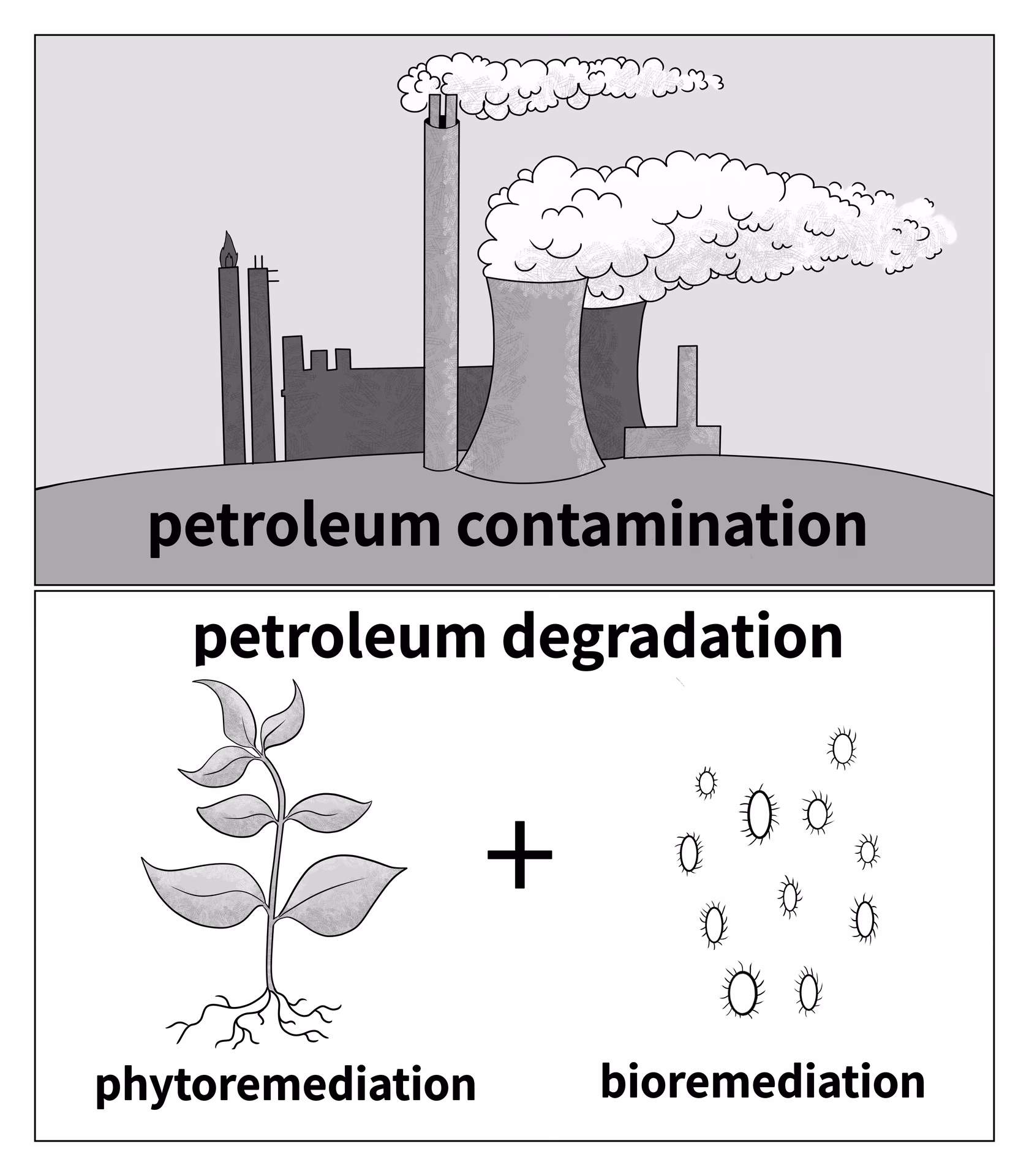 How effective is bioremediation of crude oil contaminated soil?