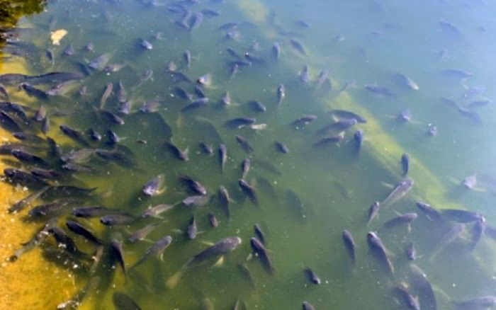 ¿Dónde se encuentra el lago de Chapultepec?