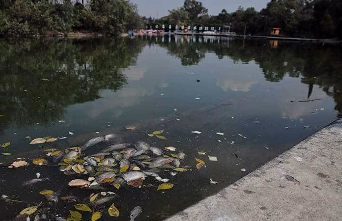 ¿Qué pasó con los peces del lago de bosques de Chapultepec?