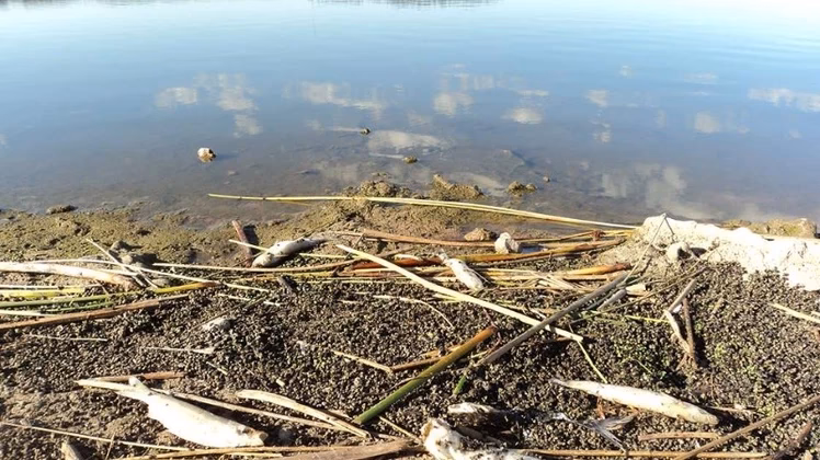 ¿Cuántas hectáreas ocupa la Reserva Integral Laguna de los padres?