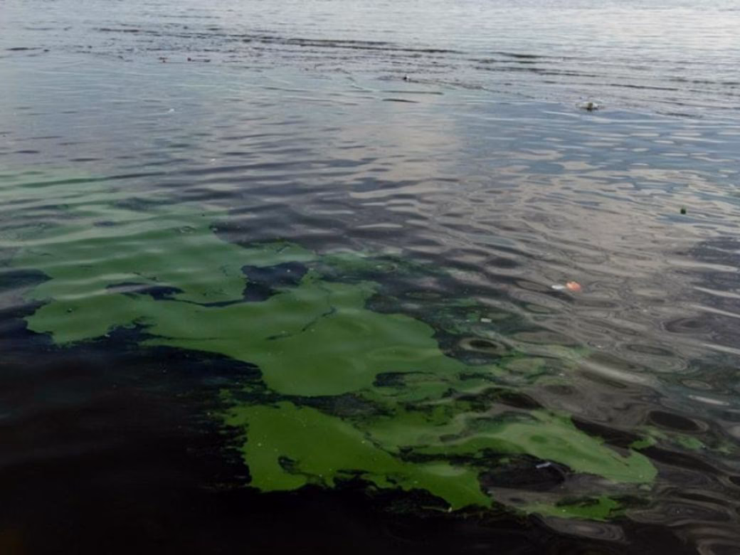 ¿Por qué aparecen las cianobacterias en las lagunas bonaerenses?
