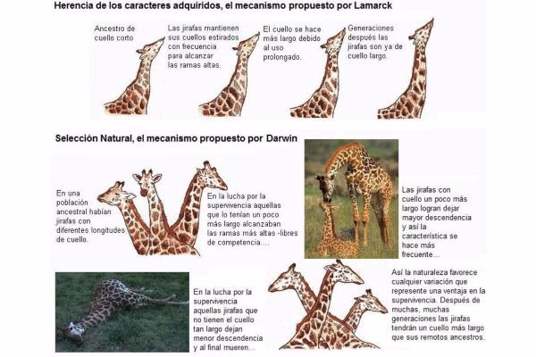 ¿Cómo influyeron las ideas de Lamarck en otros científicos?