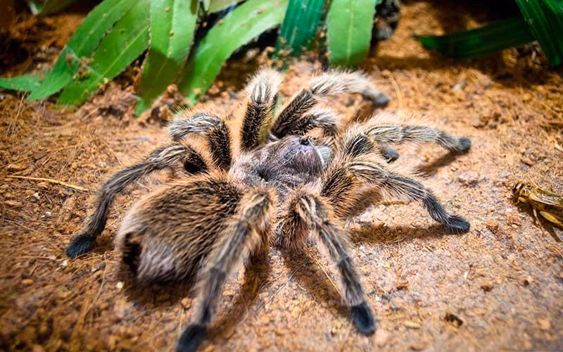 ¿Cómo afectan las arañas a las plantas?