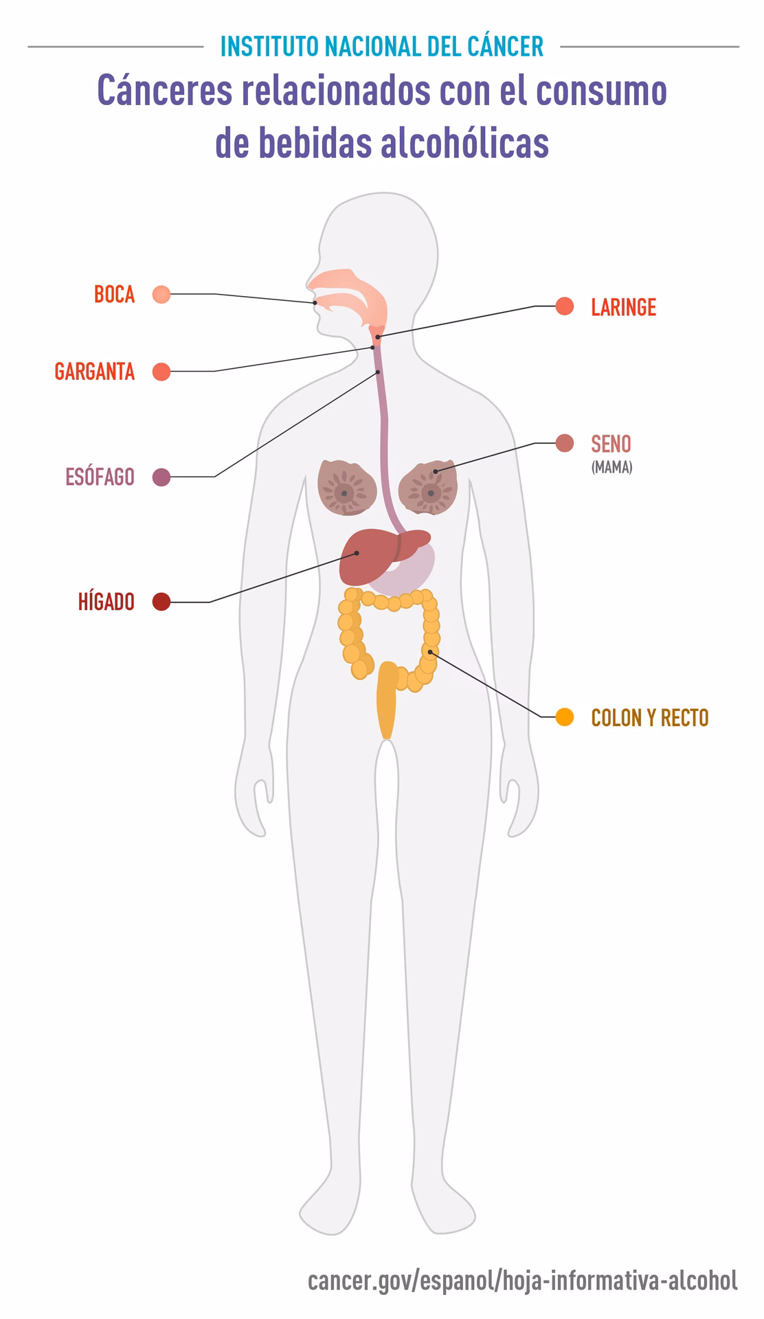 ¿Cuáles son los riesgos de consumir bebidas alcohólicas adulteradas?