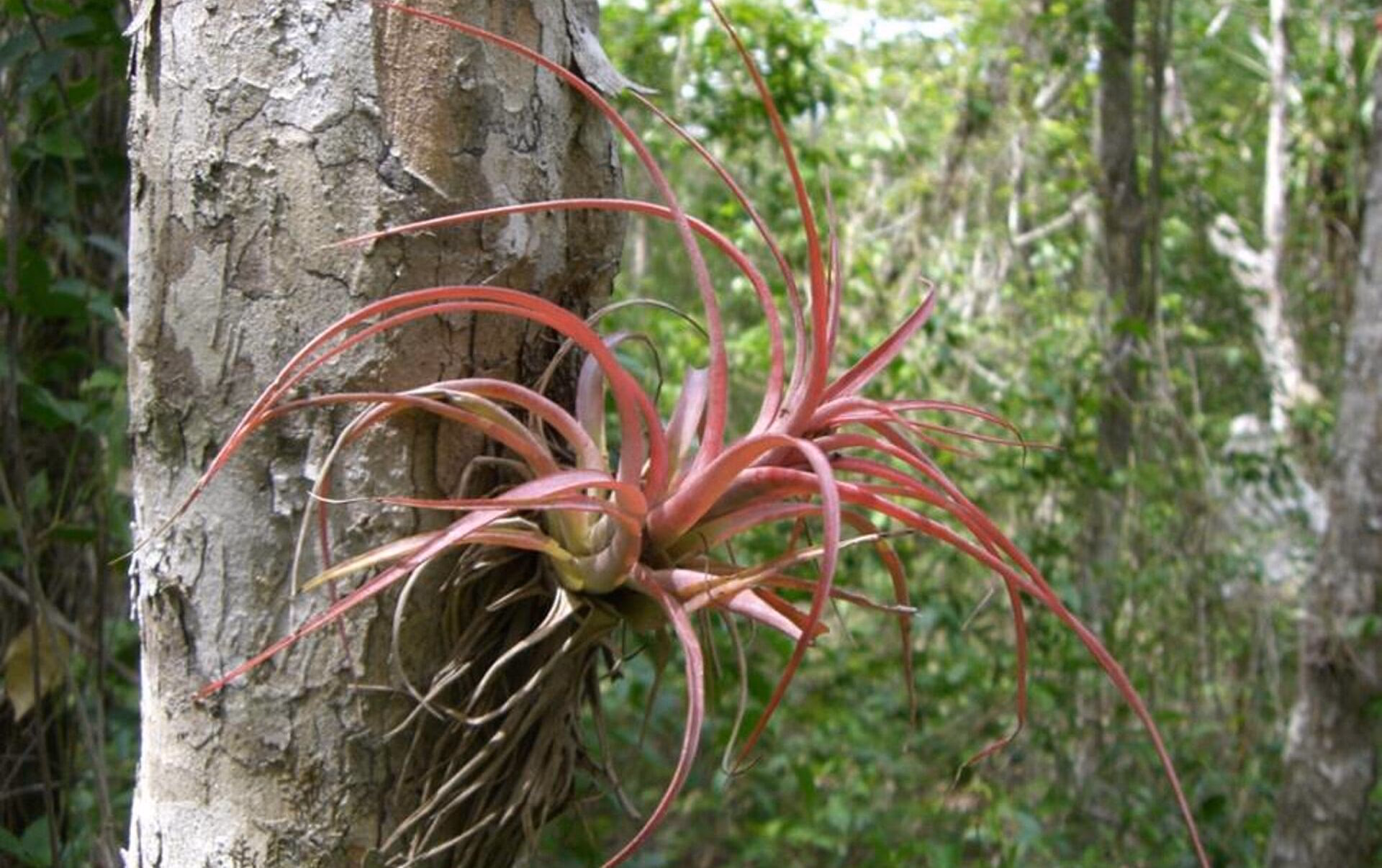 ¿Cuándo se debe fertilizar las bromelias?
