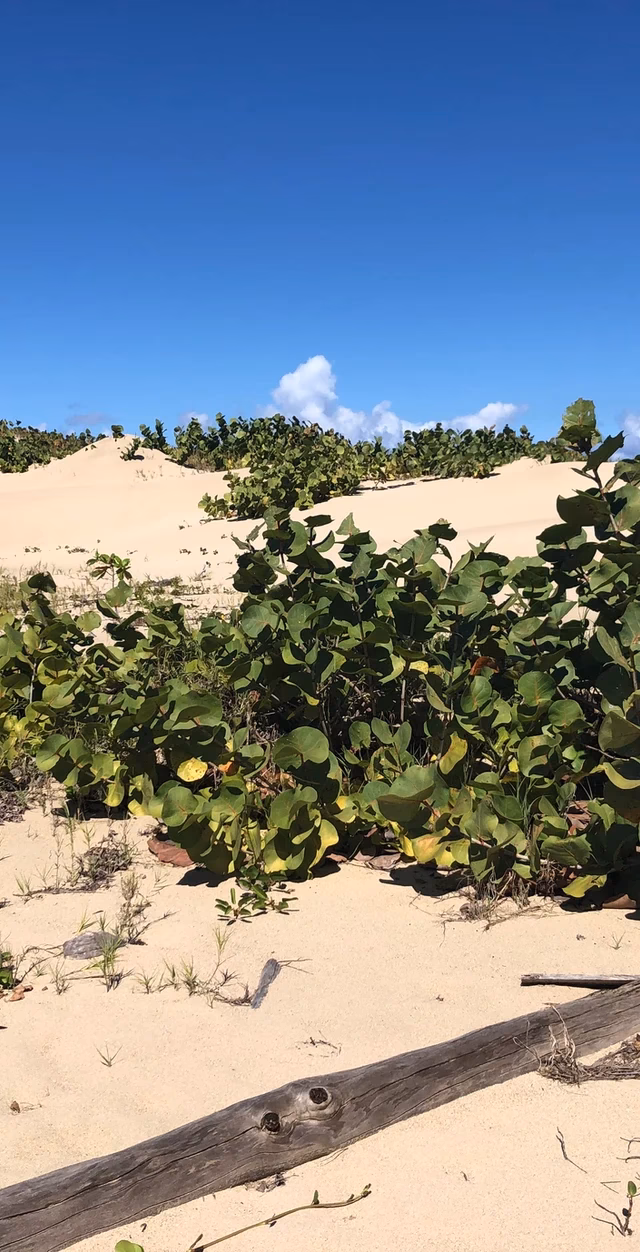 ¿Cuál es el impacto ambiental en las dunas?