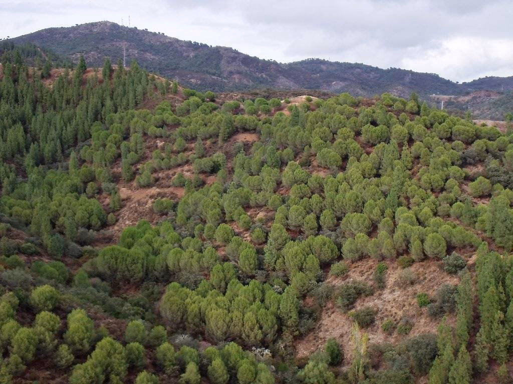 ¿Cómo afectan las plantaciones de pino a la biodiversidad?