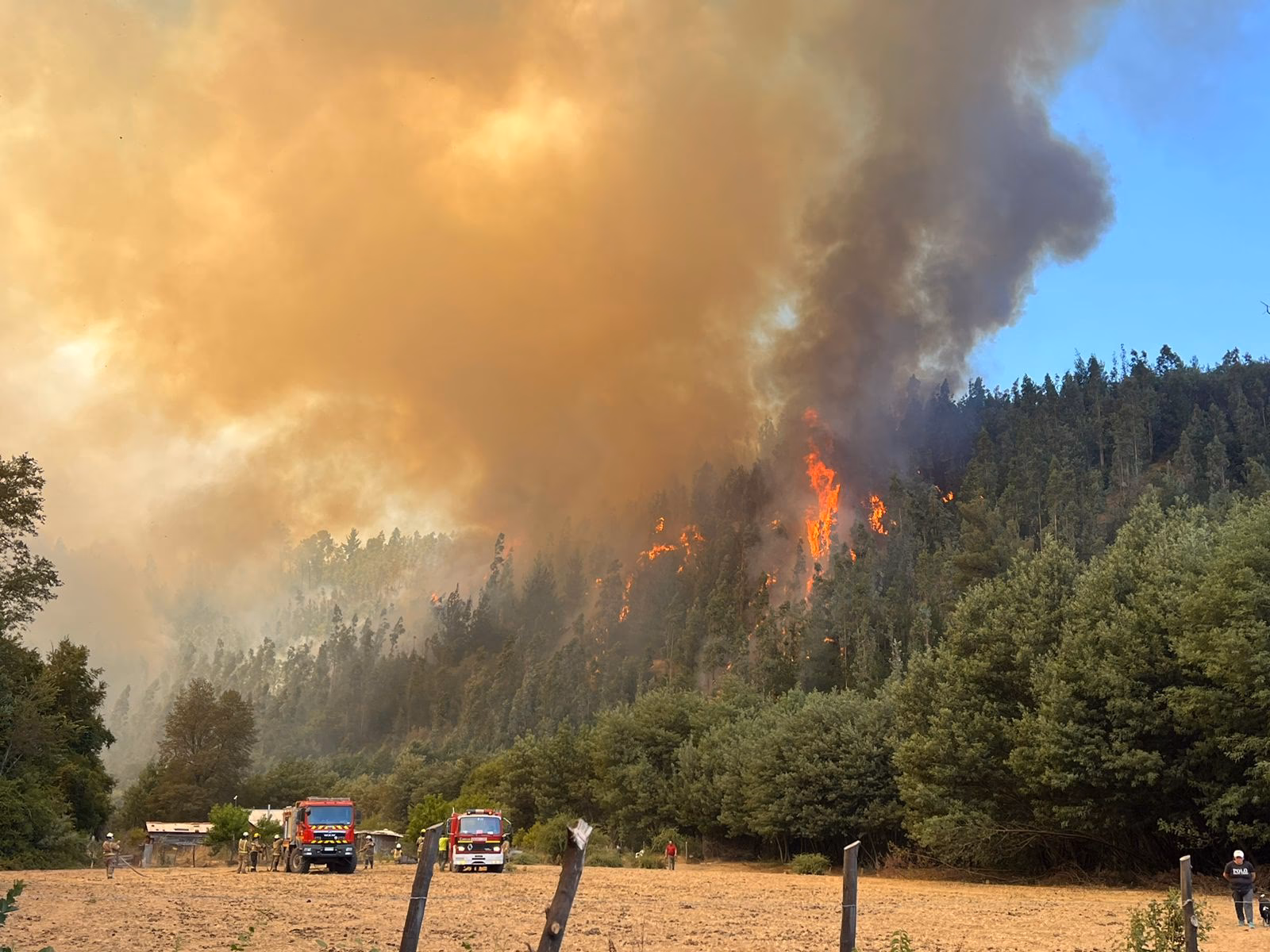 ¿Cómo afecta el cambio climático a los bosques de pino?