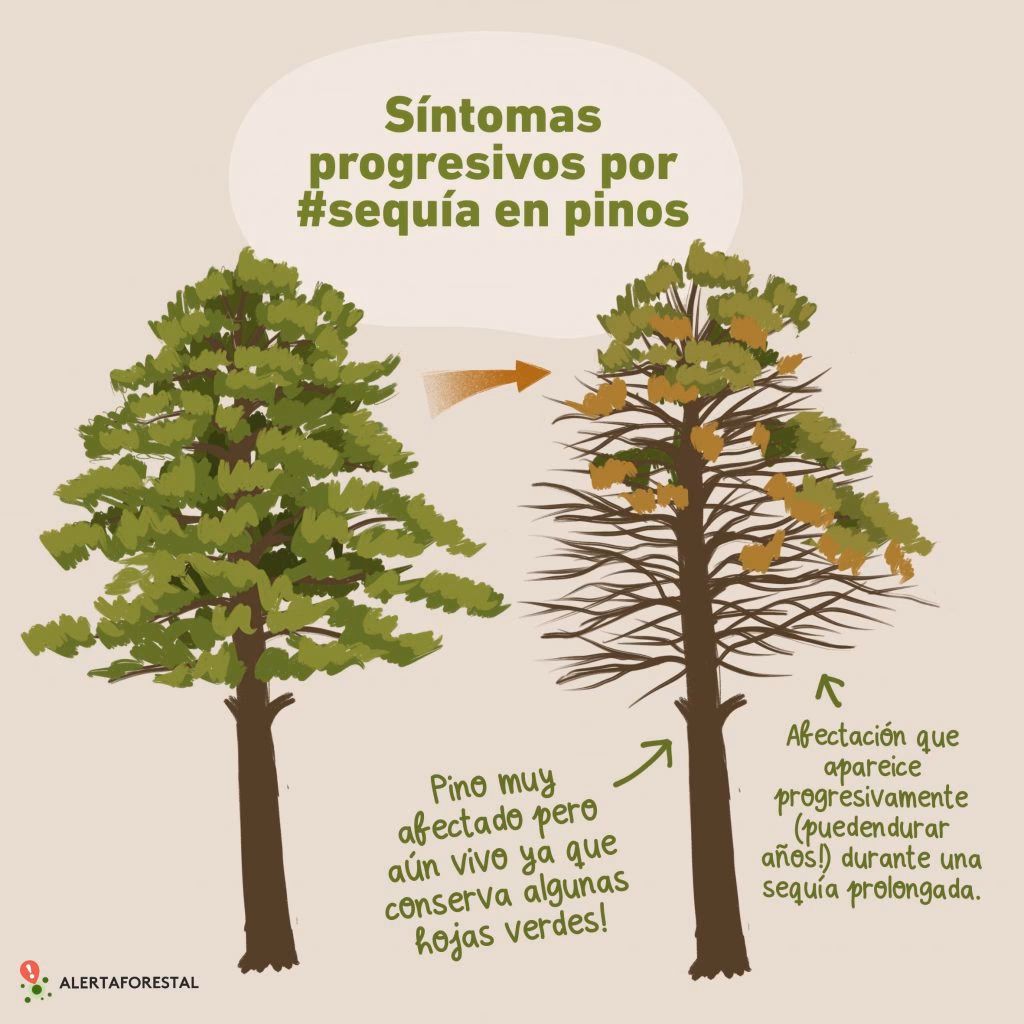¿Cuáles son los factores que afectan el crecimiento del Pino?