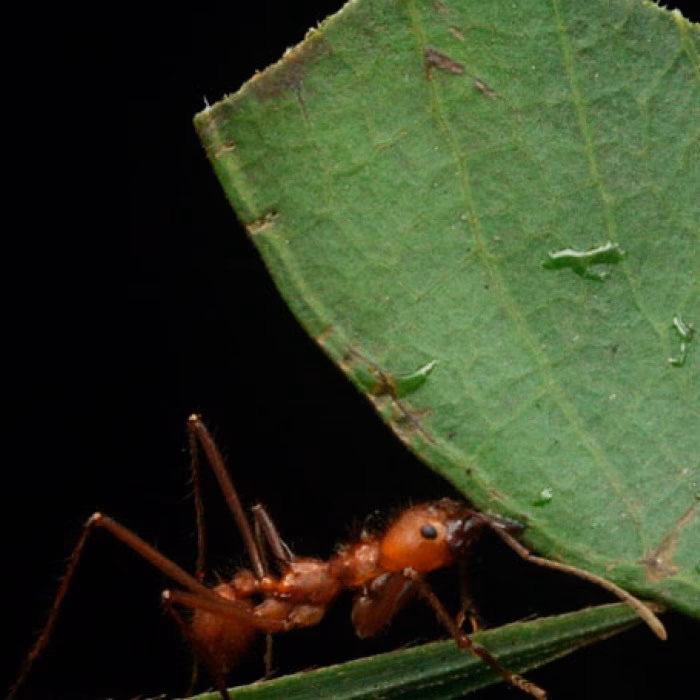 ¿Cómo se hace para que las hormigas salten?