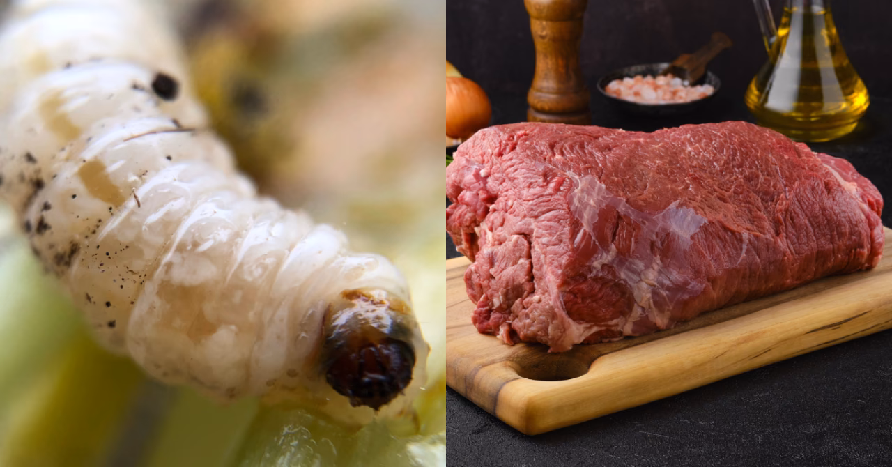 ¿Cómo afectan las infestaciones a la toma de muestras larvarias?