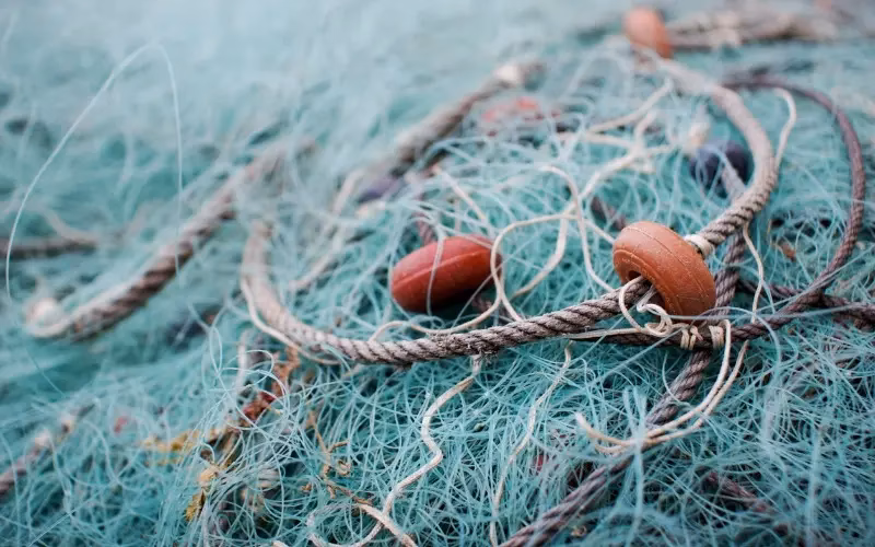 ¿Cuáles son los peligros de las líneas de pesca deportiva abandonadas en zonas costeras?
