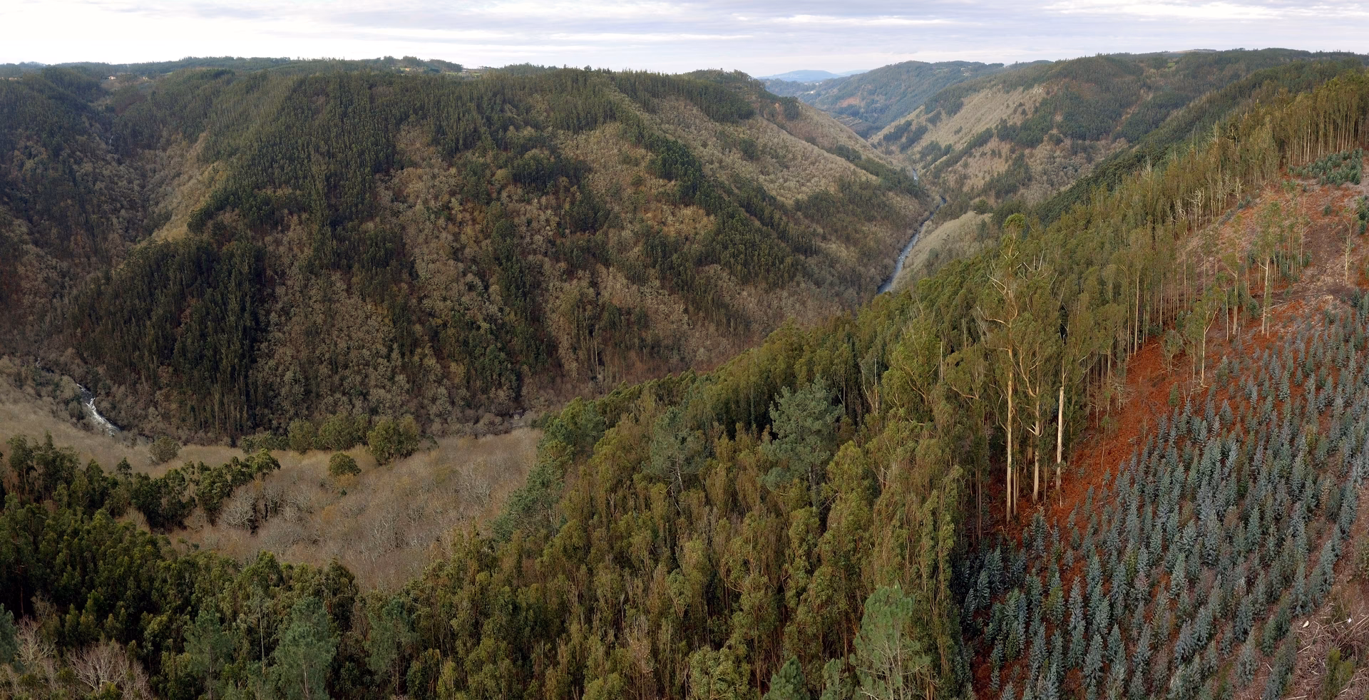 ¿Cuál es el impacto ecológico del eucalipto?