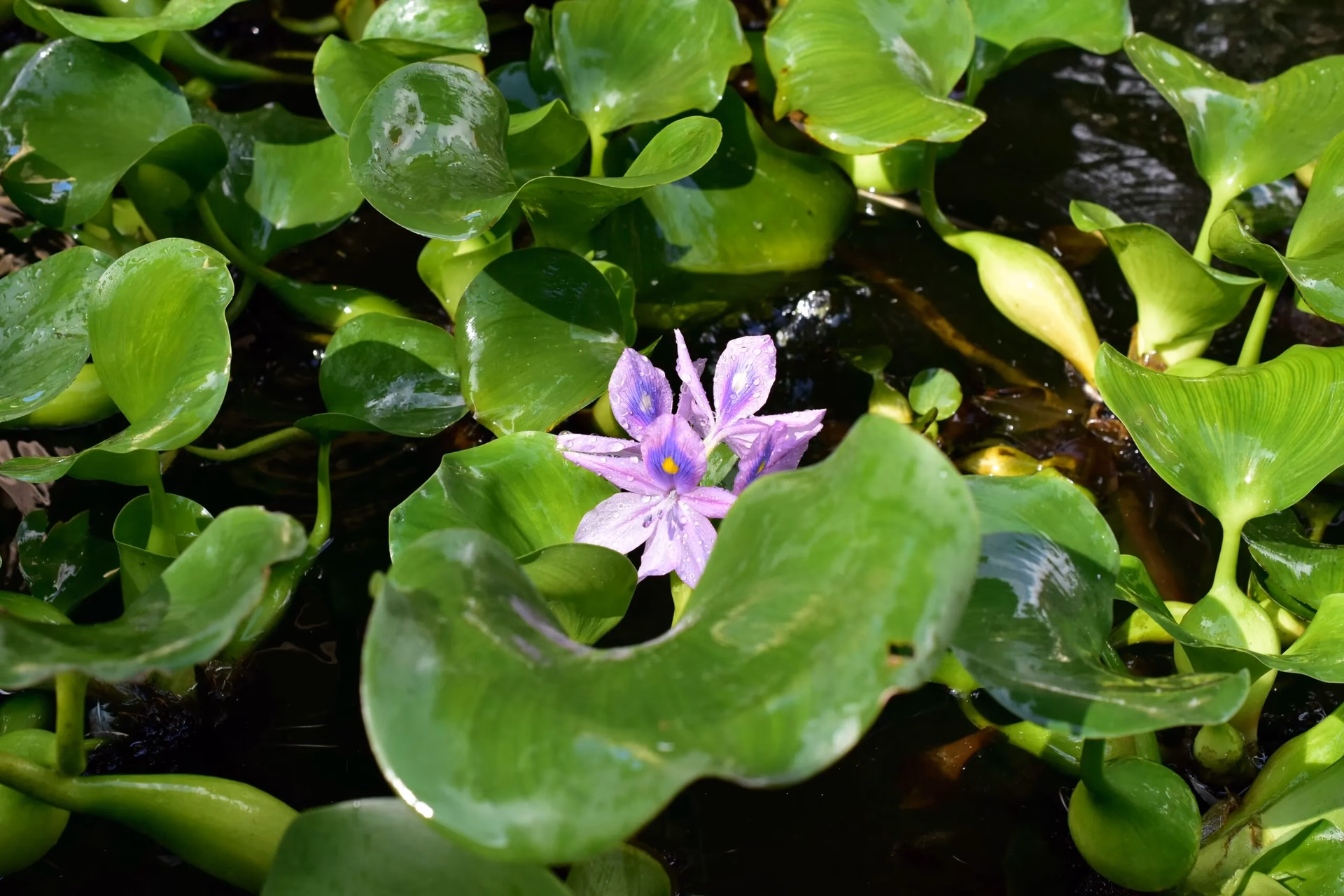 ¿Qué plantas ayudan a combatir la contaminación del agua?