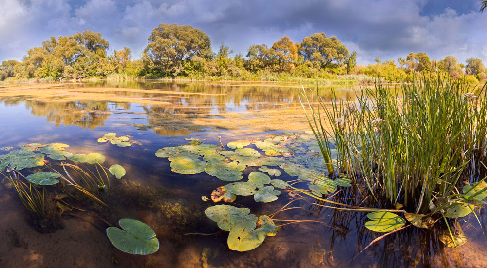 ¿Cuáles son los contaminantes de las plantas?