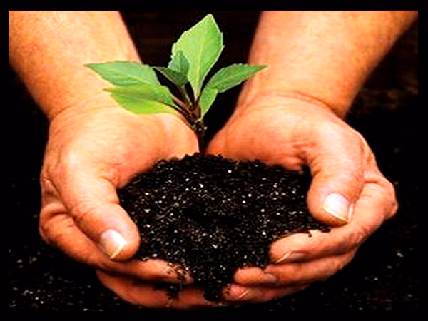 ¿Cuál es la importancia de las plantas en el Medio Ambiente y la sociedad humana?