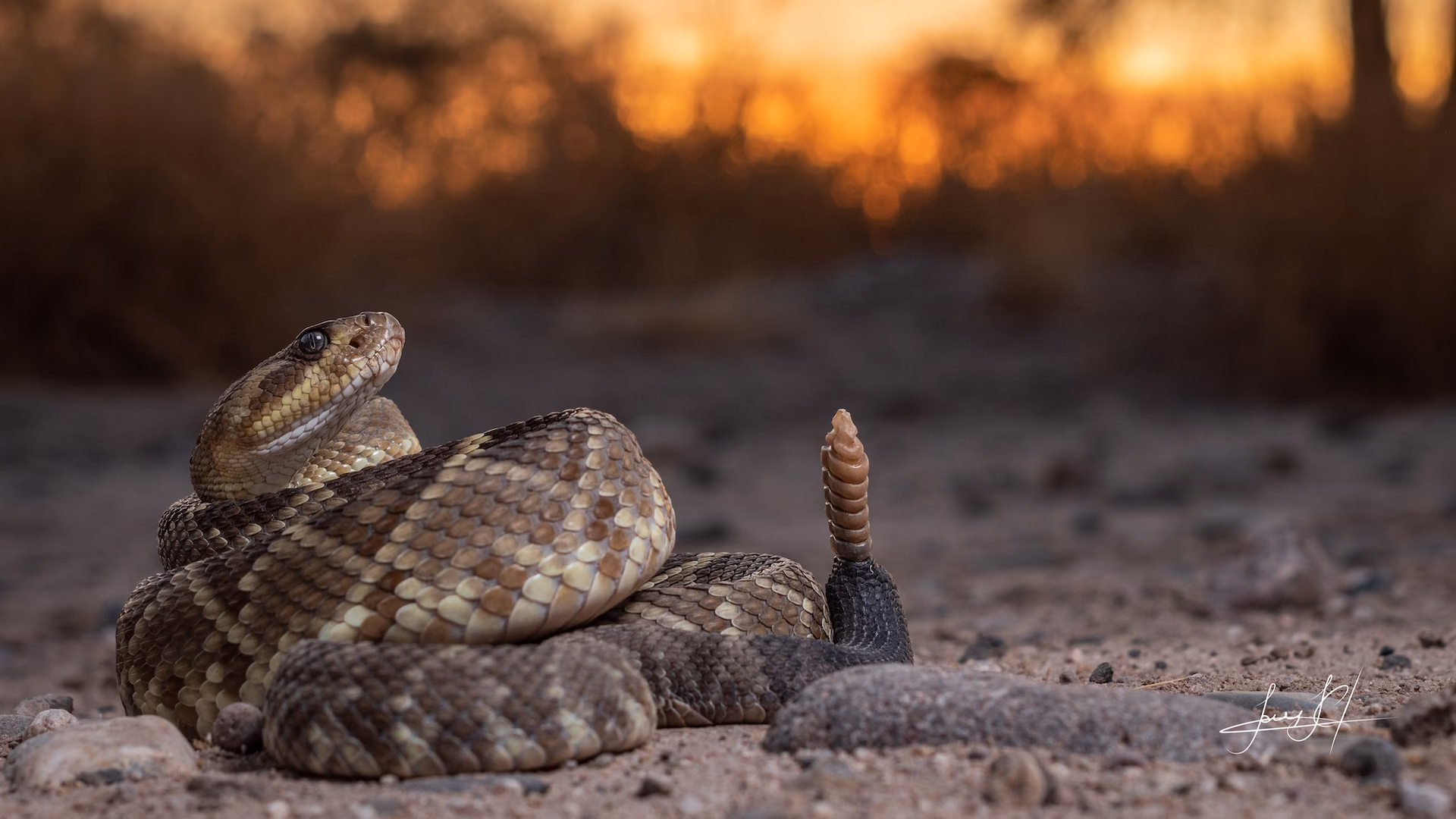 ¿Cómo afecta la invasión del entorno ecológico a las serpientes?