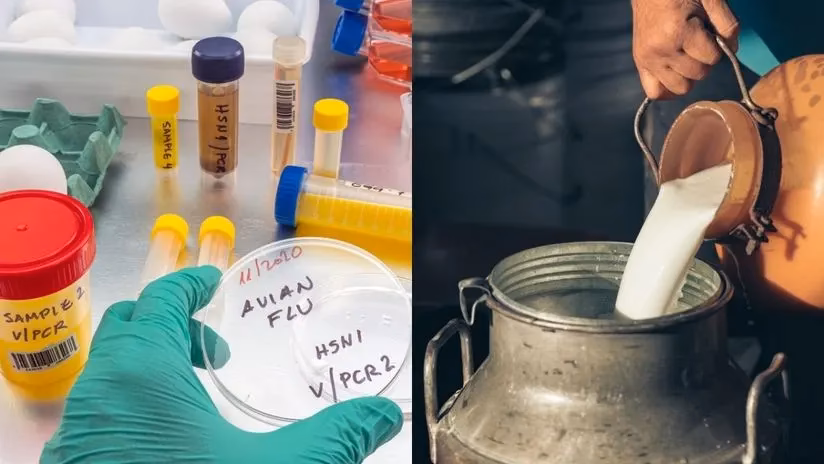 ¿Dónde se encuentran las bacterias E coli?