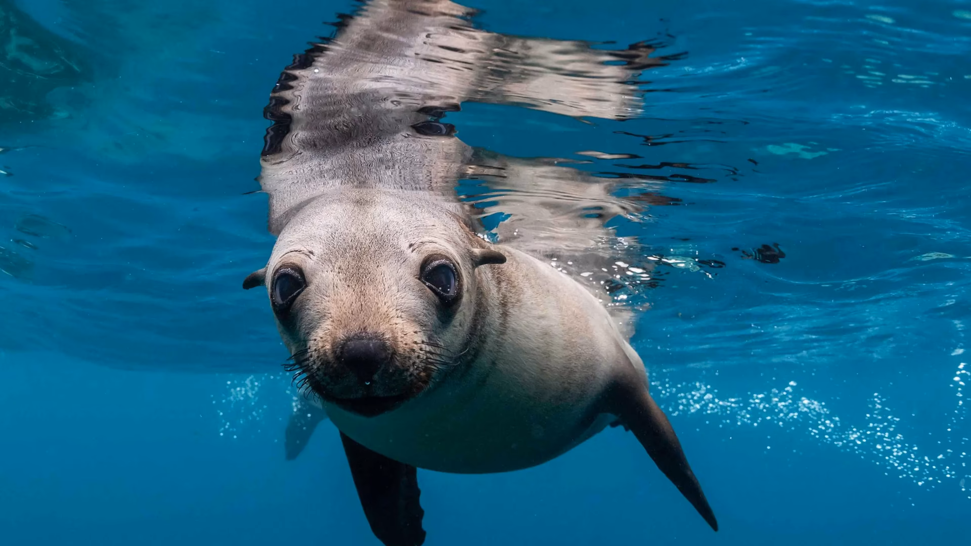 ¿Cómo serán los mares con el calentamiento global?