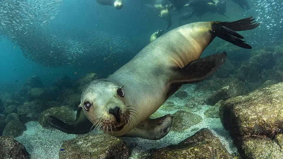 ¿Cuáles son los efectos del calentamiento global sobre los ecosistemas marinos?