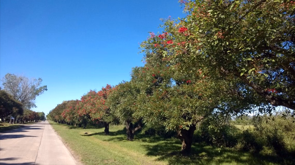 ¿Cuáles son los principios generales de la Ley de medio ambiente?