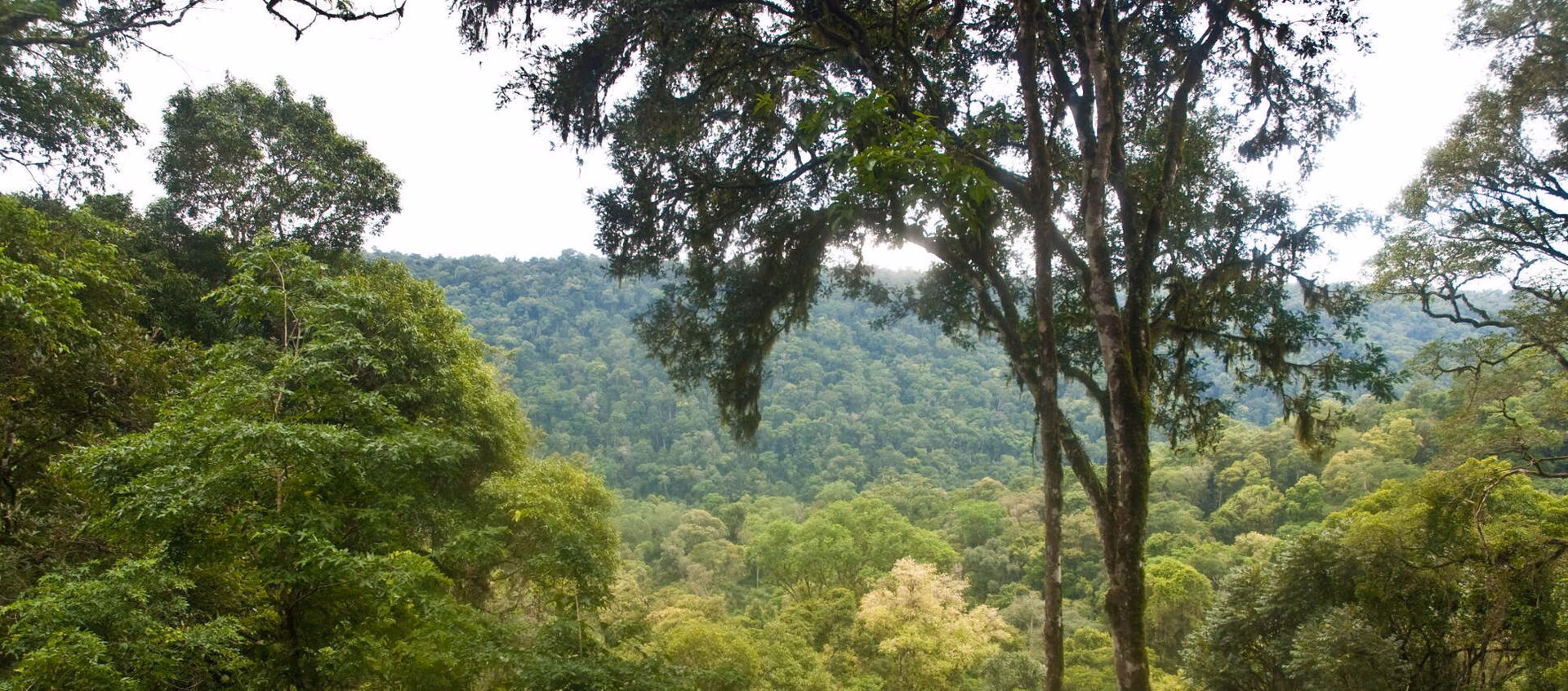 ¿Cuáles son las leyes ambientales?