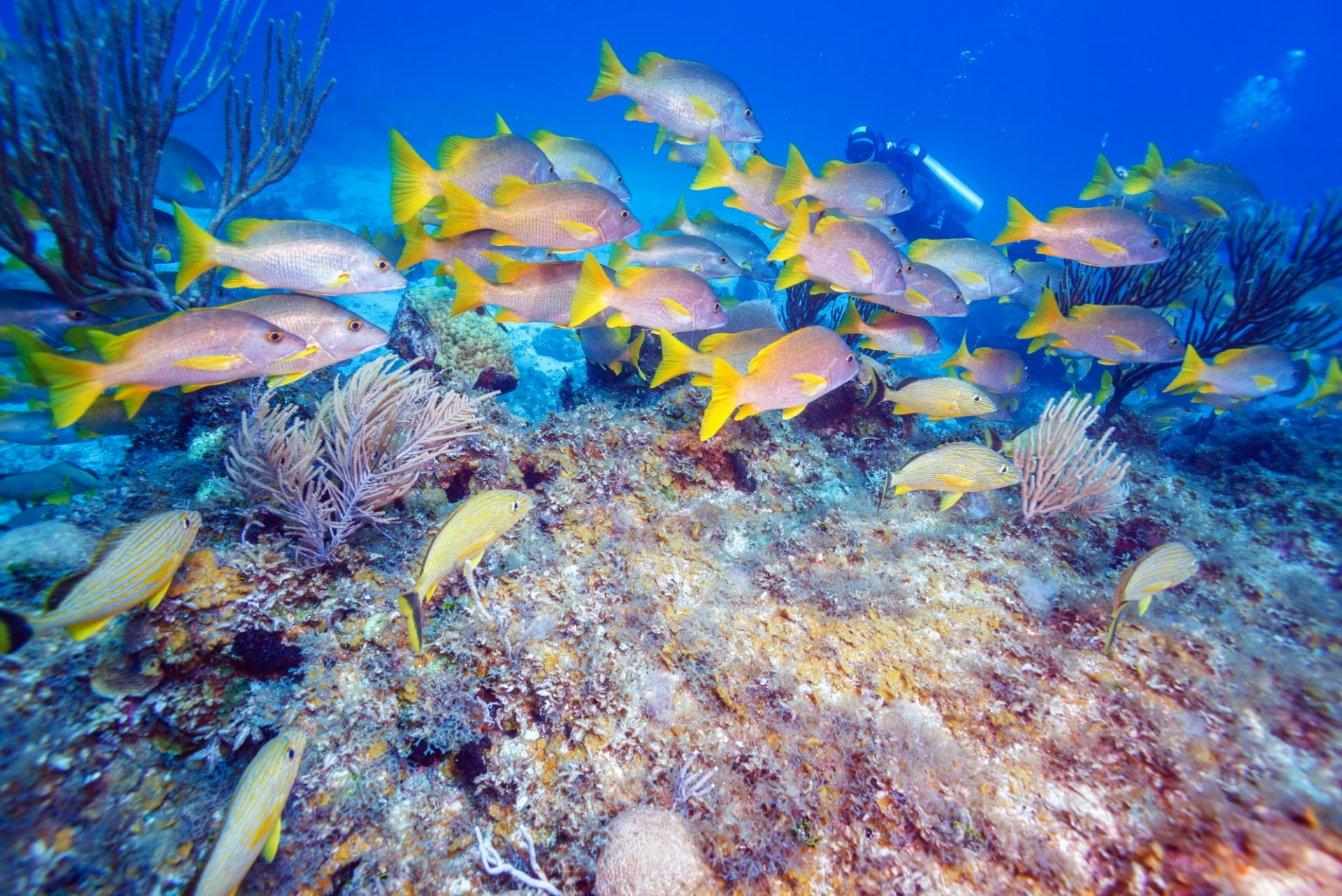 ¿Cuáles son los objetivos de la Ley de Cuba?