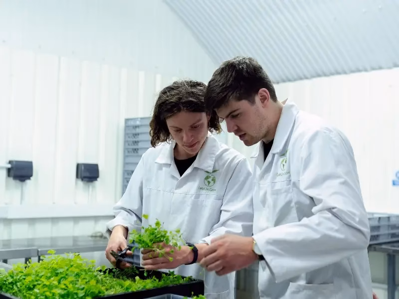 ¿Qué es la licencia en Gestión Ambiental?