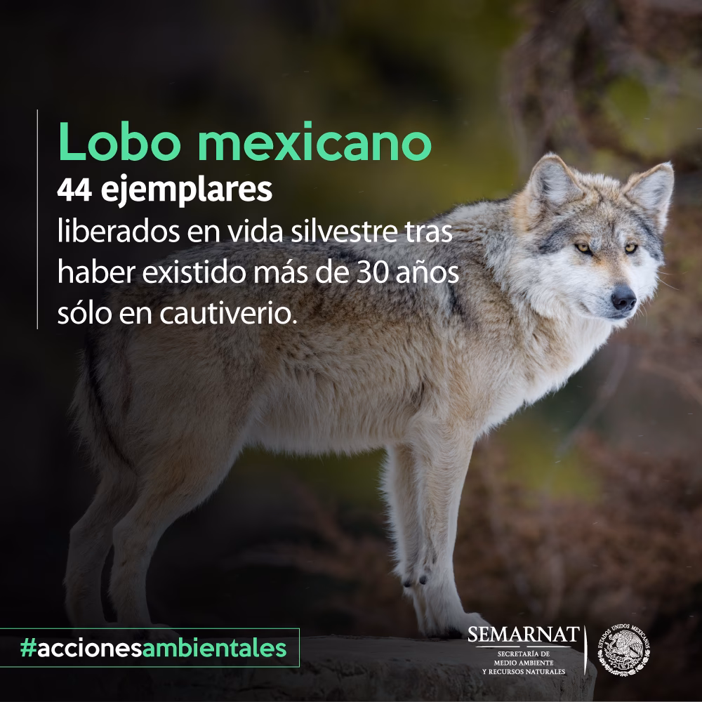 ¿Cuál es la importancia del lobo en el ecosistema?