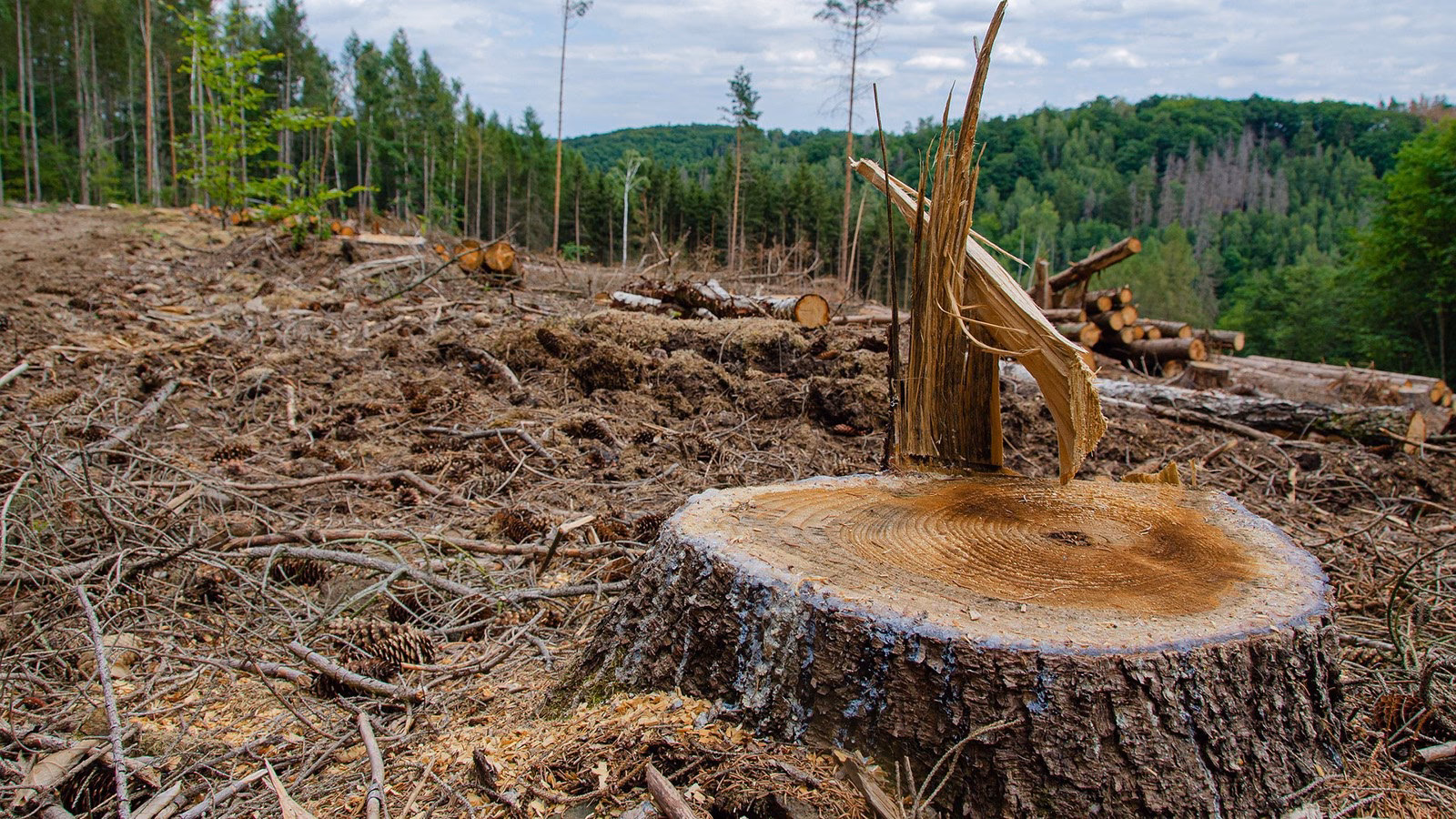 Are logging practices accelerating deforestation?
