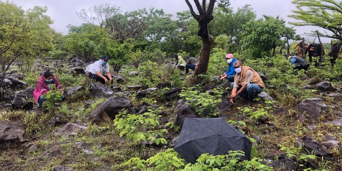 ¿Cuáles son los logros de la gestión ambiental?